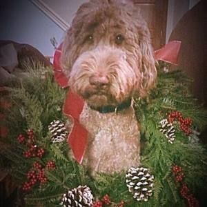 Meet your Posher, Faith